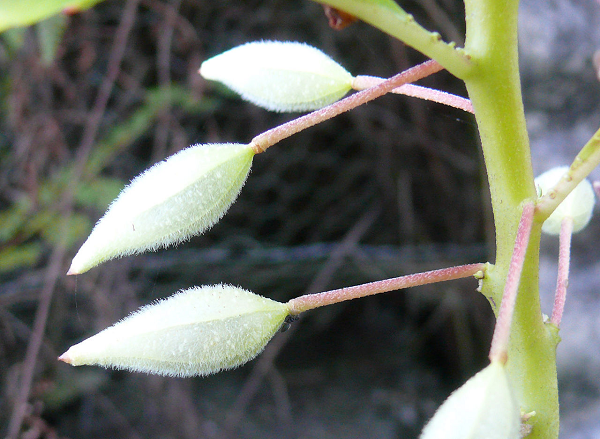 Seed pods in nature.